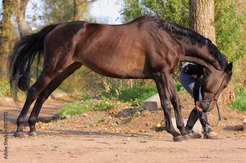 Photo: horse horse