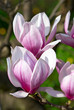 Magnolia tree