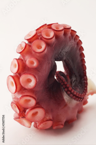 Photo: octopus tentacle rounded octopus tentacle rounded