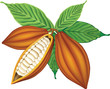 Cocoa beans with green leaves.