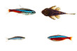 fishes