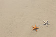 Couple of starfish on a tropical beach