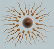Illustration: Cellula uovo e spermatozoi Cellula uovo e spermatozoi