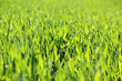 Meadow