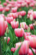 Tulpen rosa