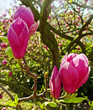 magnolia