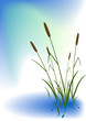Reed in water