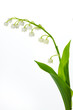 Maiglöckchen (Convallaria majalis)