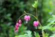 Coeurs de Marie
