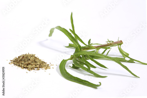 Photo: Tarragon Tarragon