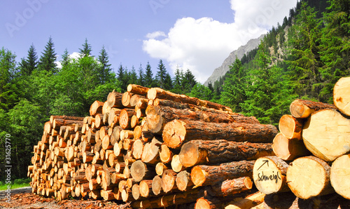 Foto: Brennholz - regenerative Energie Brennholz - regenerative Energie
