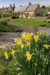 daffodil