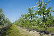 Blossoming apple orchard