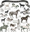 Photos : �l�ments chevaux et �quitation