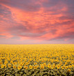 Foto: Sunflower Field Sunflower Field