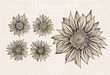 Sunflower.Drawing.Isolated objects Sunflower.Drawing.Isolated objects