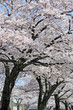 桜並木