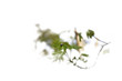 Foto: Forest bug Forest bug
