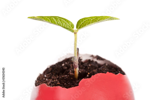 Photo: green sprout in red easter egg green sprout in red easter egg