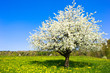 Single blossoming tree in spring on rural meadow
