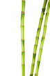 Photo en ligne au meilleur prix growing bamboo