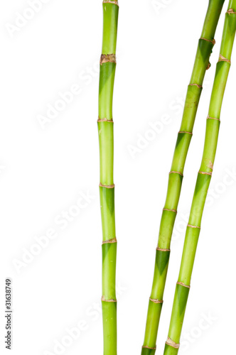 Photo: growing bamboo growing bamboo
