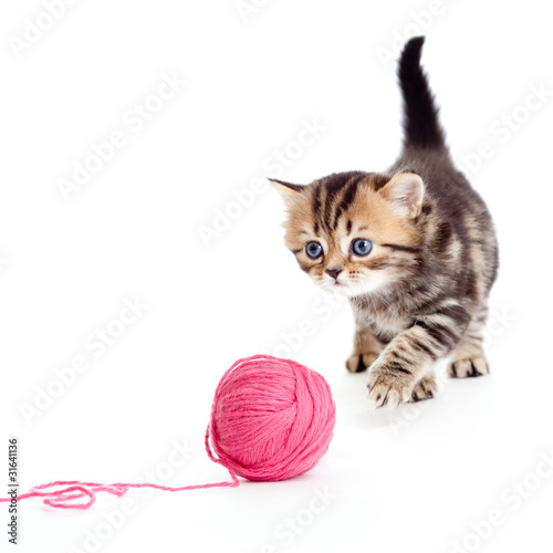 Photo: tabby british kitten playing red clew or ball isolated tabby british kitten playing red clew or ball isolated