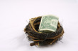 us dollor had been protected by nest