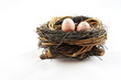eggs in nest