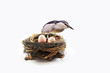 a mother bird is protecting its eggs