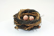 eggs in nest