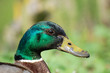 canard colvert canard colvert