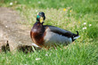 canard colvert canard colvert