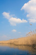 Dry reed between sky and water