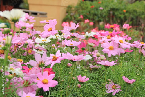 Photo: ดอกไม้สวย ดอกไม้สวย