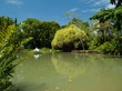 Etangs dans le parc, Guadeloupe Etangs dans le parc, Guadeloupe