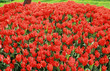 The Tulip Period in istanbul, Turkey. The Tulip Period in istanbul, Turkey.