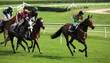 course de chevaux