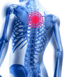 Skeleton of the man with the centres of a pain of a backbone