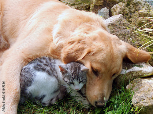 Photo: Cat and dog, best friends. Cat and dog, best friends.