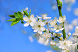 Pflaumenbaumbluete - plum blossom 75