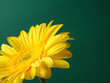 Foto: Delicate background with Beautiful yellow gerber flower Delicate background with Beautiful yellow gerber flower
