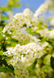 spring cherry flowers