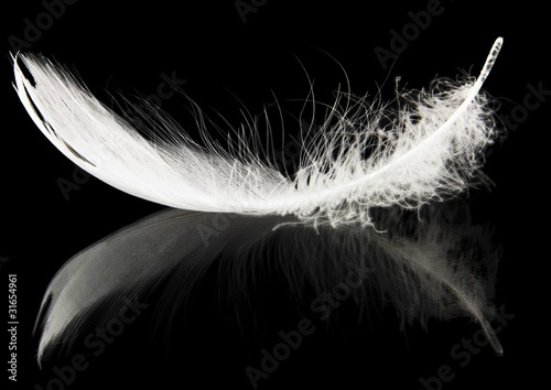 Photo: Schwanenfeder Schwanenfeder