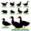 Duck silhouettes set Duck silhouettes set