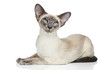 Oriental Blue-point siamese cat Oriental Blue-point siamese cat
