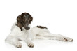 Russian Borzoi puppy (5 months)