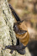 Common Noctule (Nyctalus noctula) Common Noctule (Nyctalus noctula)