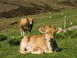 Ternero y vaca