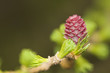 Larix - larch flower